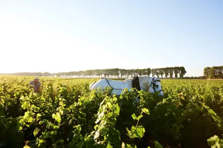 Discover Collection Chateau De Pommard 2