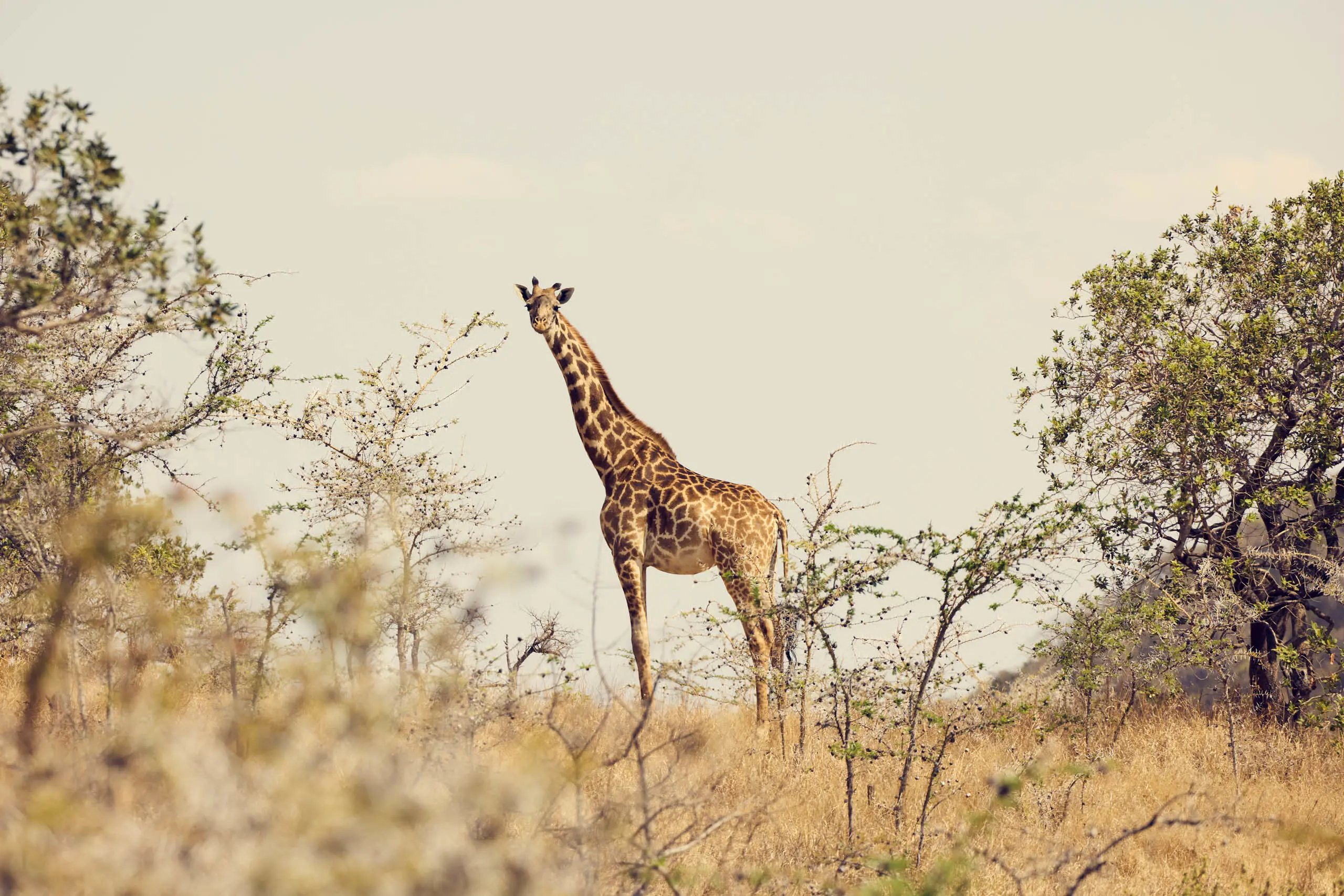 Discover Collection Kenya 0572