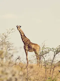 Discover Collection Kenya 0572