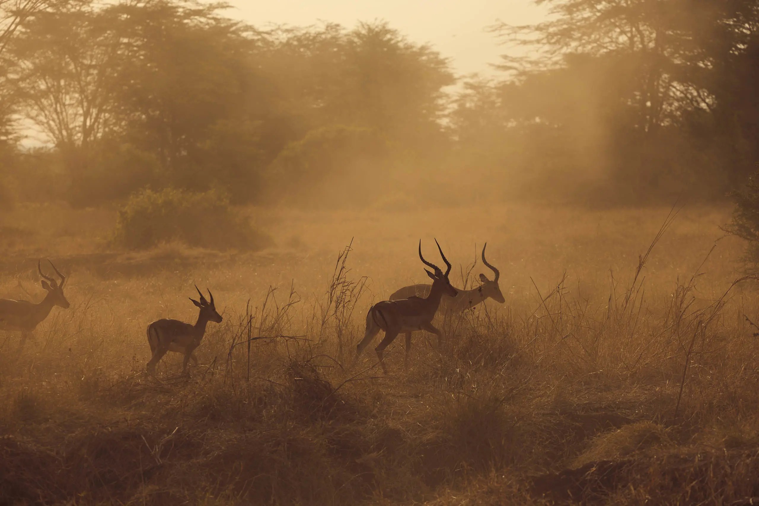 Discover Collection Kenya 0293