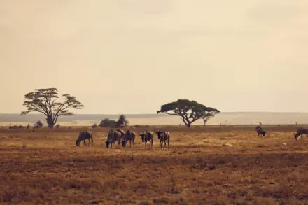 Discover Collection Kenya 1392