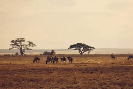 Discover Collection Kenya 1392