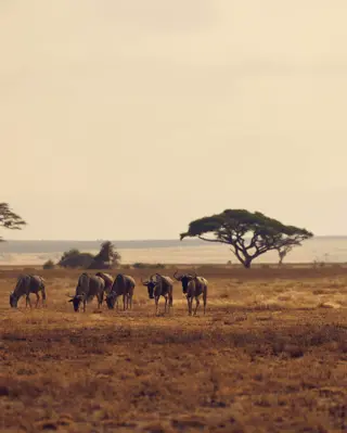 Discover Collection Kenya 1392