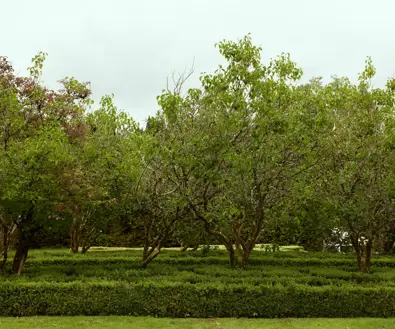 Discover Collection Birr Orchard Ireland 0753