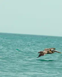 Discover Collection Mexico Isla Grande Tobymitchell2025 DISCOVERCOLLECTION HOLBOX 0097