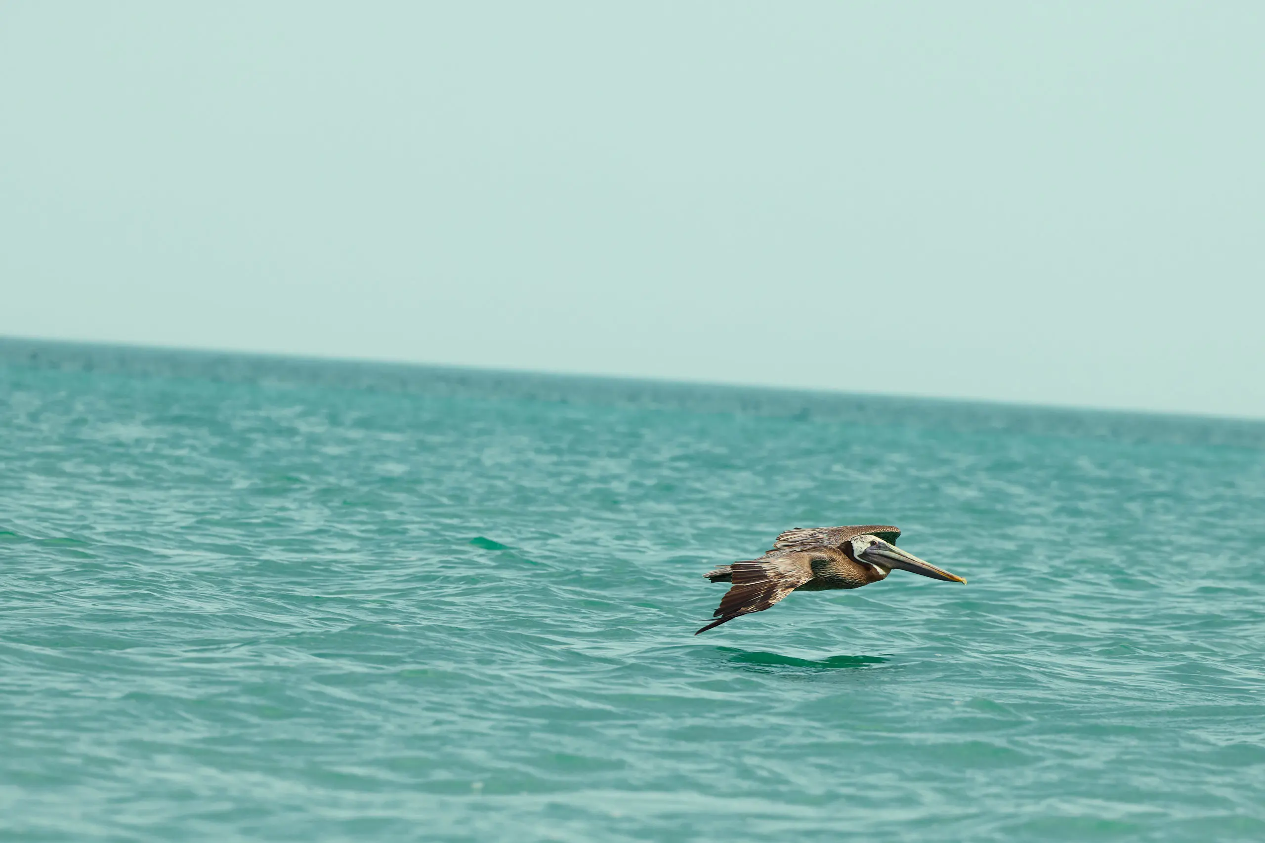 Discover Collection Mexico Isla Grande Tobymitchell2025 DISCOVERCOLLECTION HOLBOX 0097