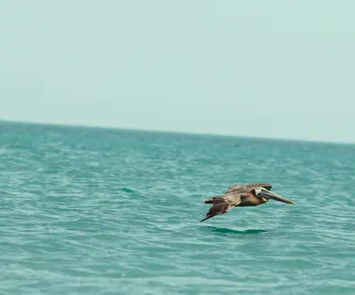 Discover Collection Mexico Isla Grande Tobymitchell2025 DISCOVERCOLLECTION HOLBOX 0097