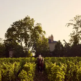 Discover Collection France Chateau De Pommard Tobymitchell2025 DISCOVERCOLLECTION POMMARD 0244