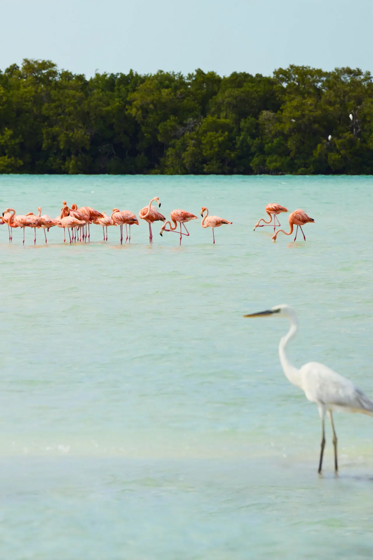 Discover Collection Mexico Isla Grande Tobymitchell2025 Discovercollection Holbox 0005 Reverse