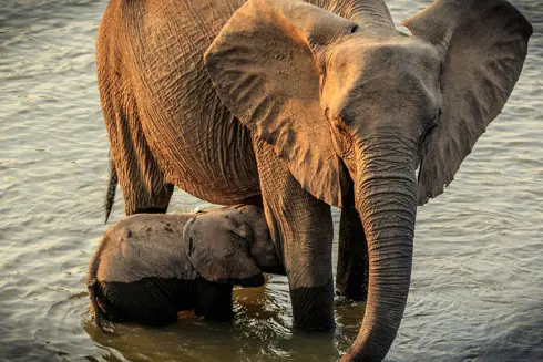 Discover Collection Zambia Mulolo Pxls Photo 7202619