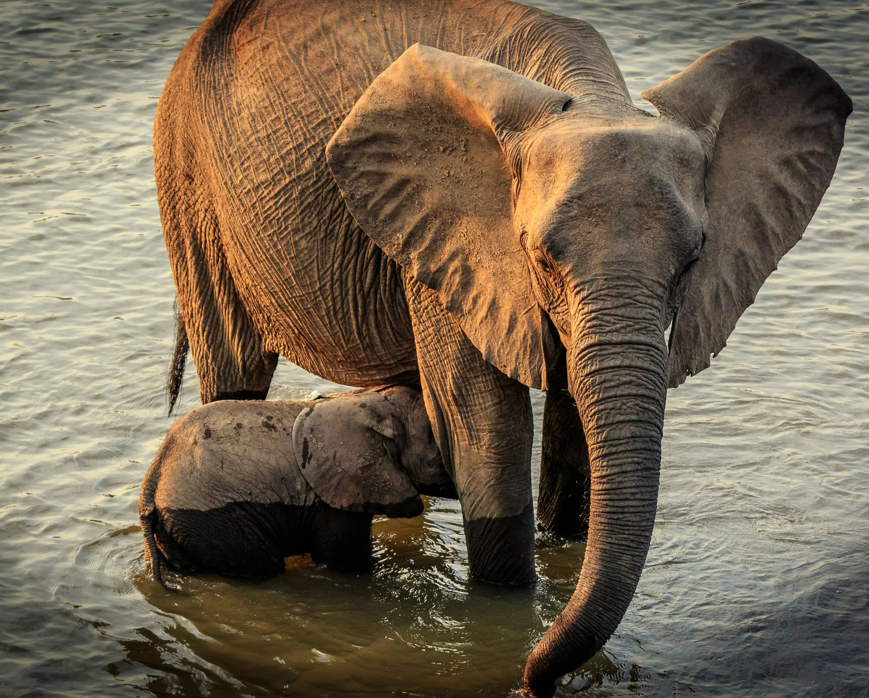Discover Collection Zambia Mulolo Pxls Photo 7202619