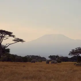 Discover Collection Kenya 1206