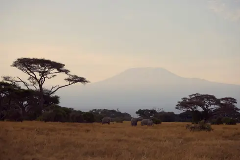Discover Collection Kenya 1206
