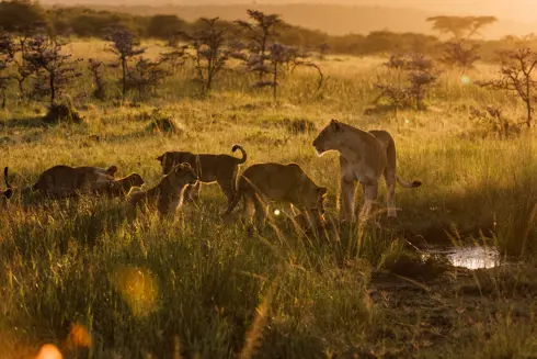 Discover Collection Kenya Ilngwesi Is 1306674707.Jpg