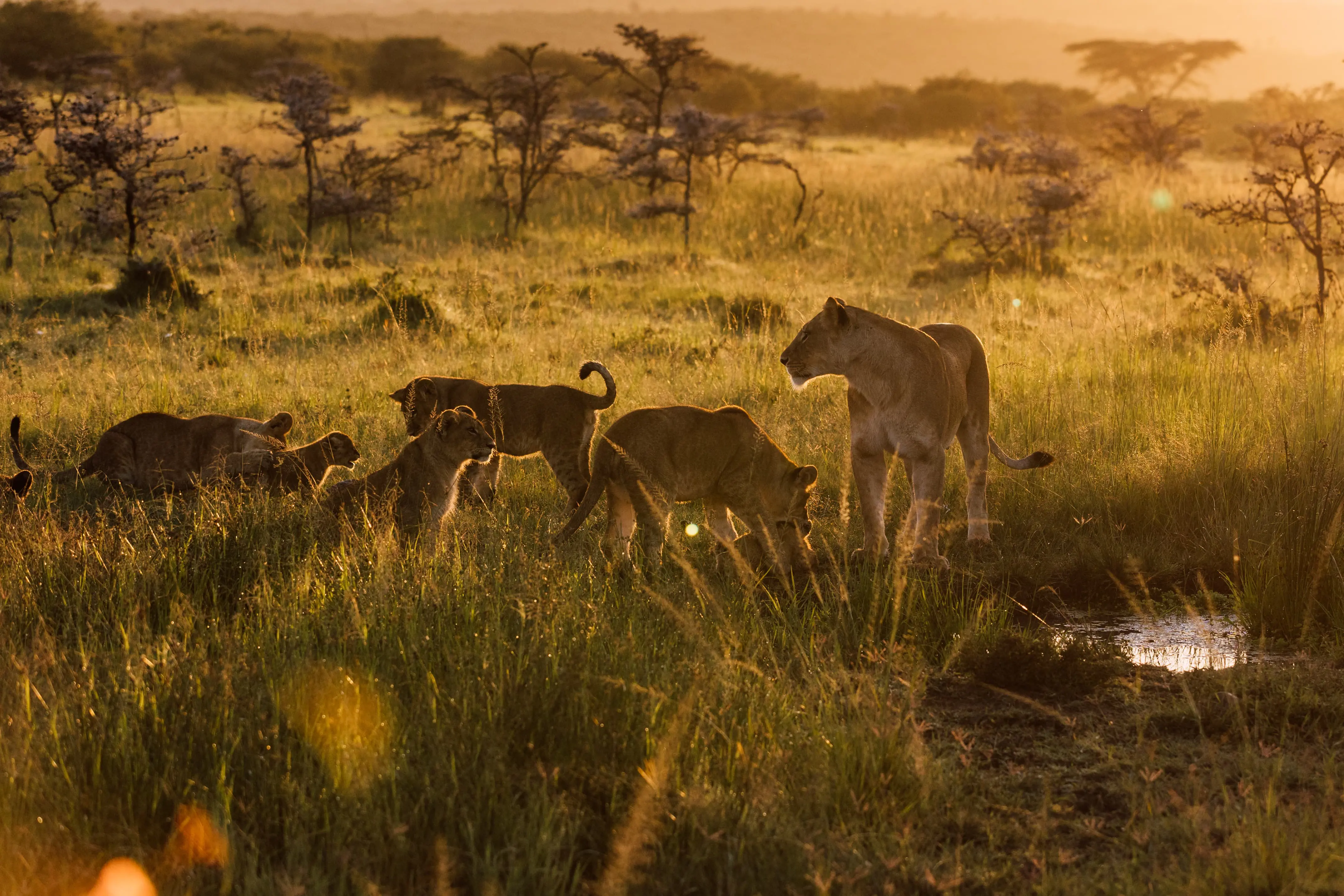 Discover Collection Kenya Ilngwesi Is 1306674707.Jpg