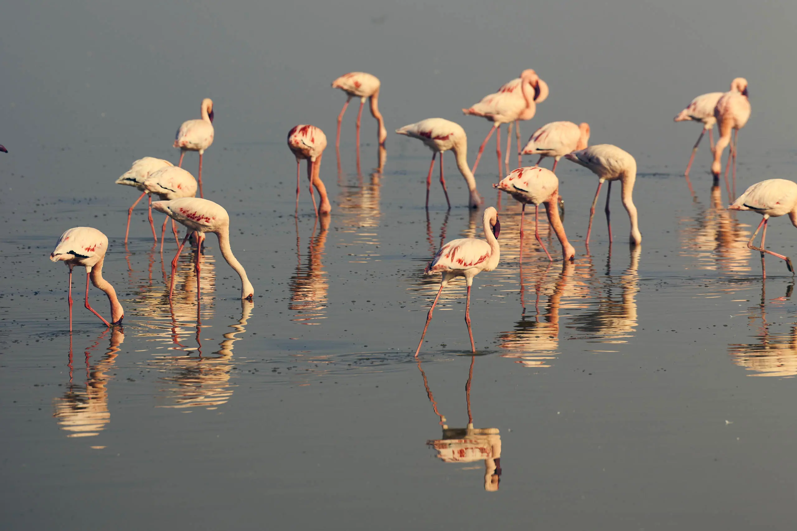 Discover Collection Kenya 1057