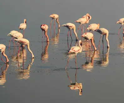 Discover Collection Kenya 1057
