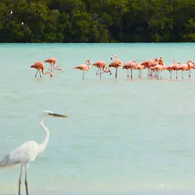 Discover Collection Mexico Isla Grande Tobymitchell2025 DISCOVERCOLLECTION HOLBOX 0005